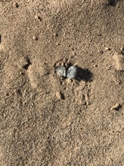 Dasymutilla nocturna