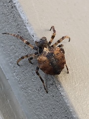 Acanthepeira cherokee