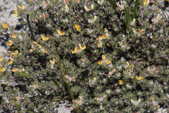 Aspalathus stenophylla