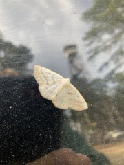 Lomographa glomeraria