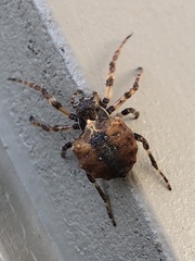 Acanthepeira cherokee