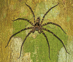 Heteropoda procera