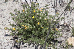 Aspalathus stenophylla