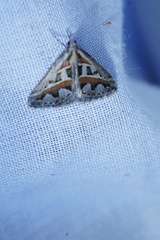 Dichromodes euprepes