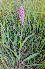 Dactylorhiza traunsteinerioides