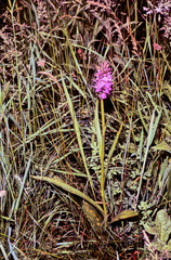 Dactylorhiza traunsteinerioides