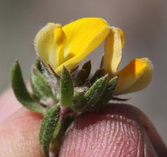 Aspalathus stenophylla