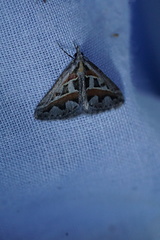 Dichromodes euprepes