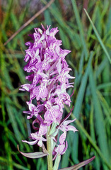 Dactylorhiza traunsteinerioides