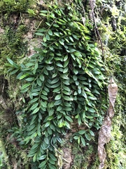 Gastrochilus formosanus