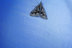 Dichromodes euprepes