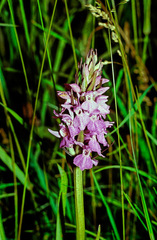 Dactylorhiza traunsteinerioides