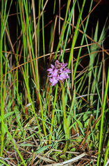 Dactylorhiza traunsteinerioides
