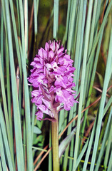 Dactylorhiza traunsteinerioides