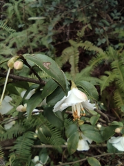 Camellia cuspidata