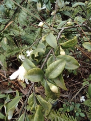Camellia cuspidata