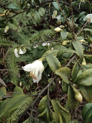 Camellia cuspidata