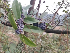 Smilax glabra