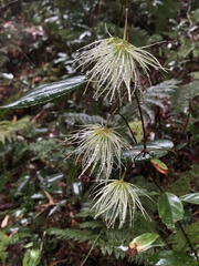 Clematis henryi