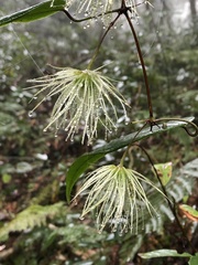 Clematis henryi
