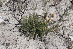 Aspalathus stenophylla