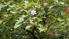 Blakea pauciflora