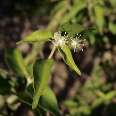Croton sonorae