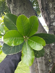 Ficus