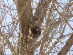 Aegithalos caudatus