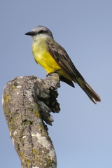 Tyrannus melancholicus