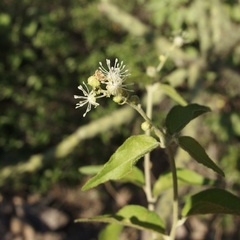 Croton sonorae