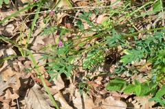 Onobrychis caput-galli