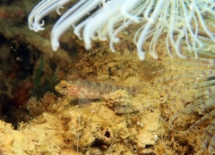 Gobius xanthocephalus