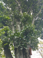Ficus