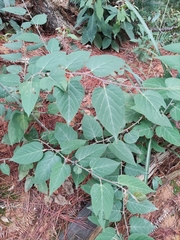 Rubus corchorifolius