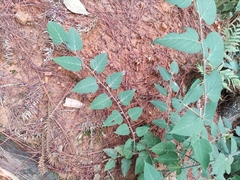 Rubus corchorifolius