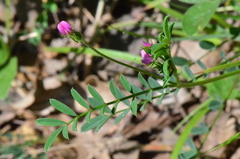 Onobrychis caput-galli