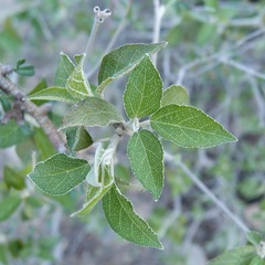 Croton sonorae