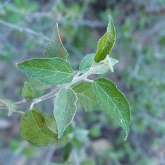 Croton sonorae