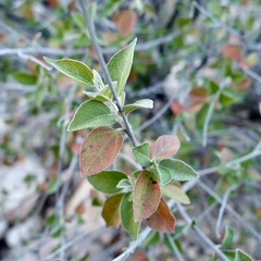 Croton sonorae