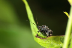 Charagochilus longicornis