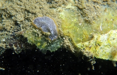 Prostheceraeus moseleyi