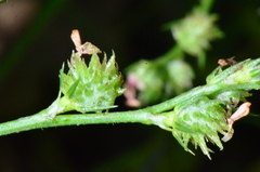 Onobrychis caput-galli