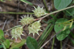 Onobrychis caput-galli