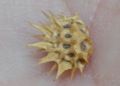 Onobrychis caput-galli