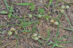 Onobrychis caput-galli