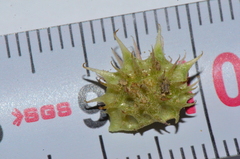 Onobrychis caput-galli