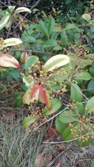 Photinia