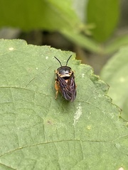 Pachyanthidium paulinieri