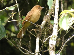 Rhytipterna holerythra